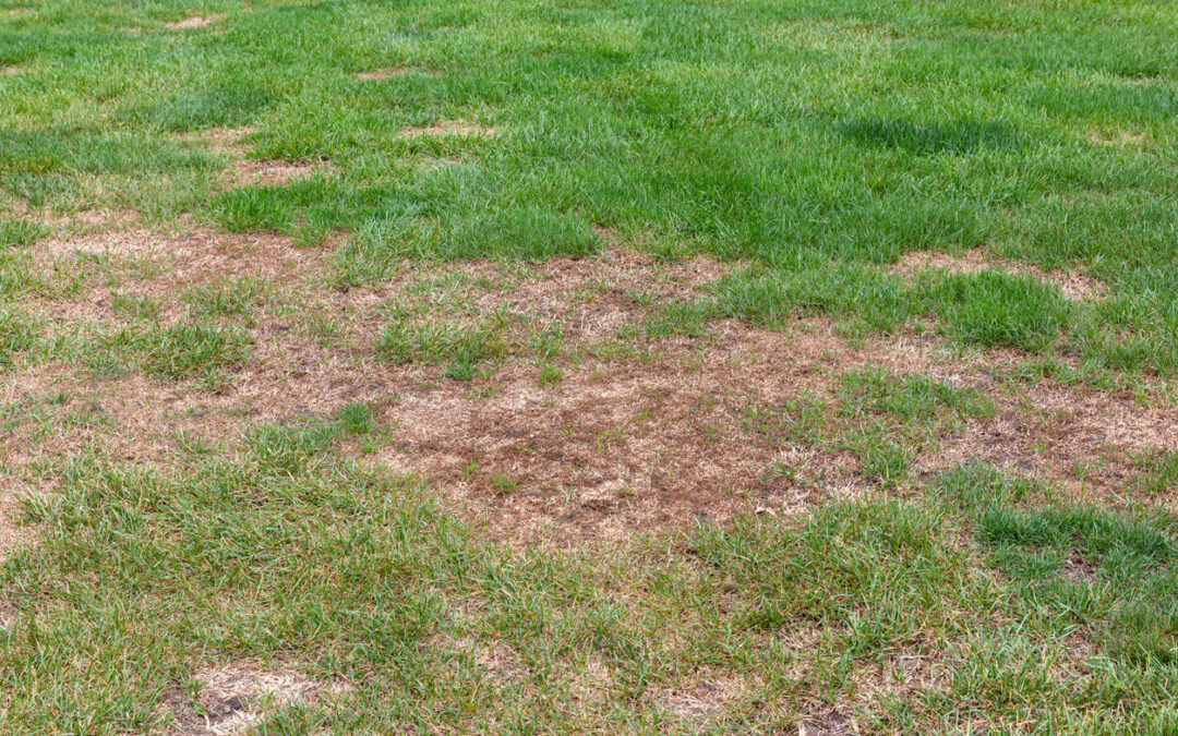Tackling Common Lawn Problems