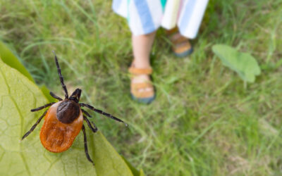 How to Detect and Treat Common Lawn Pests