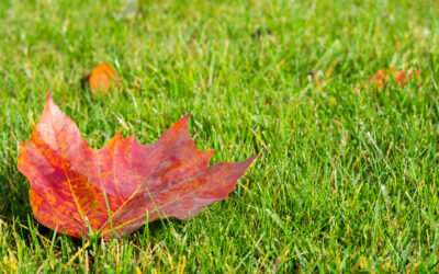 Essential Lawn Care Tasks to Transition from Summer to Fall