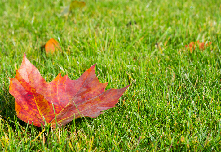 fallen maple leaves on grass