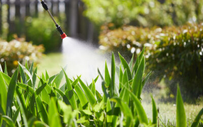 Pre-Emergent Weed Control: Stop Weeds Before They Start