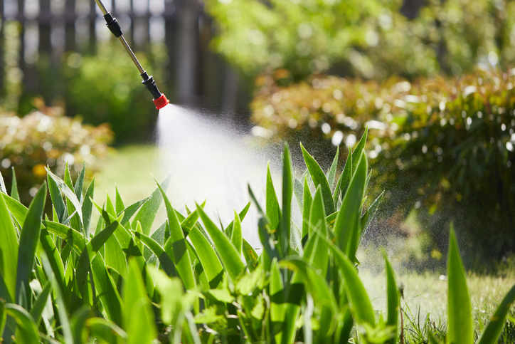 Farmer sprays pesticides on the garden, vegetable garden, farm, to protect plants from diseases and pests. Knapsack sprayer. Insecticides. Herbicides. Fungicides.