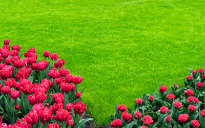 The Importance of Spring Fertilization