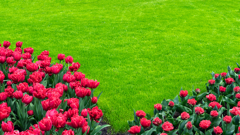 A banner with red tulips against a green lawn with copy space. A perfect lawn in the garden. Flower banner with a lawn. Garden concept mockup for lettering. Banner with an ideal grass lawn and flowers