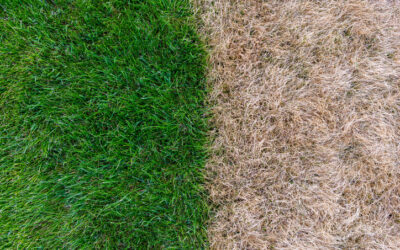 5 Reasons Why Your Grass Is Not Growing