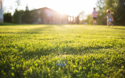 What Lawn Pests Come Out in Late Summer in Norwalk, CT?