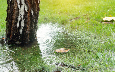Storm Proof Your Lawn